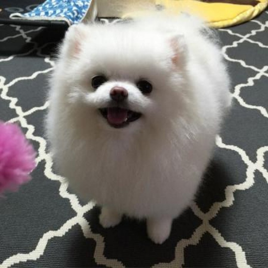Awesome teacup Pomeranian puppies ready now, Colombo