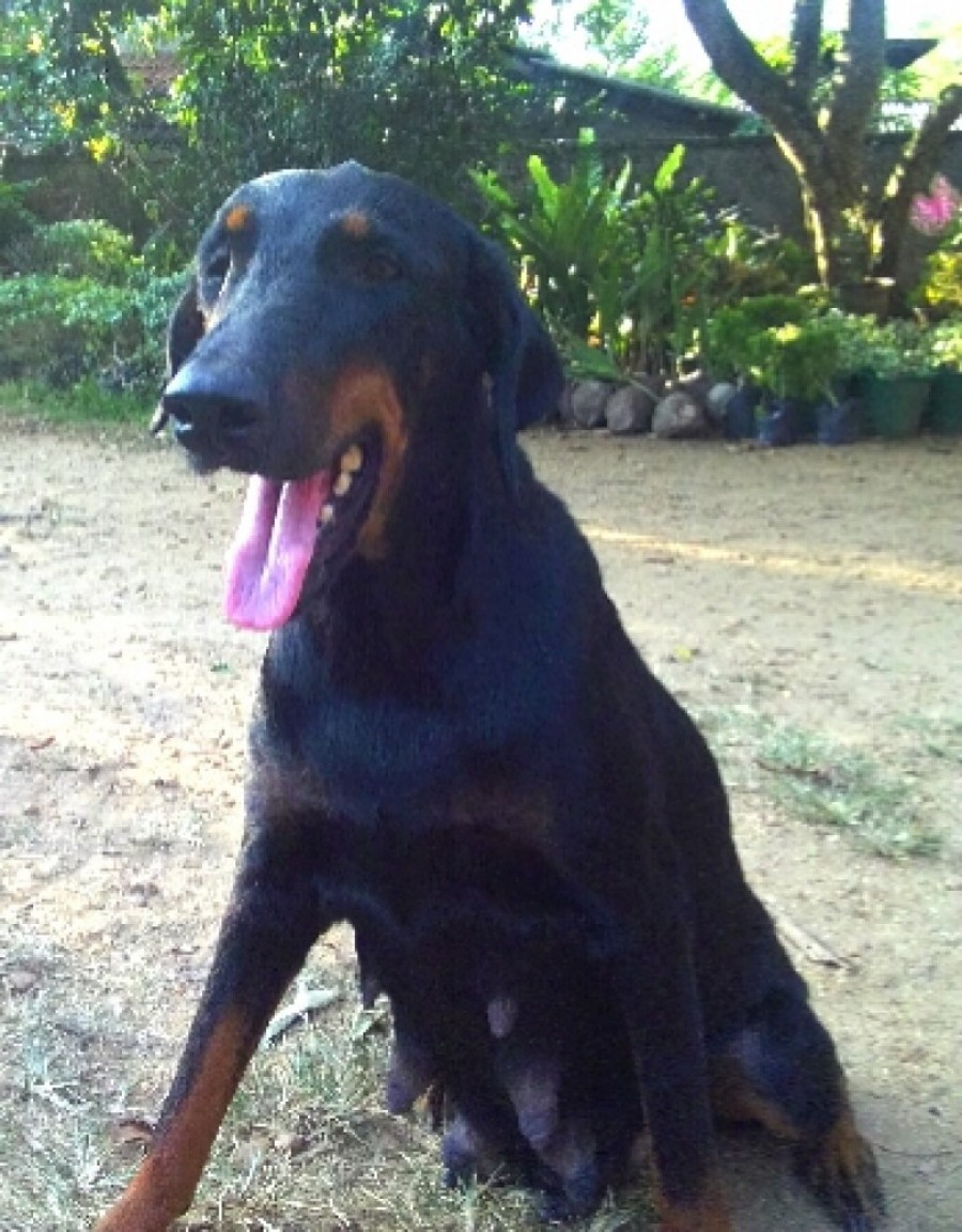 Doberman puppies for sale!, Avissawella