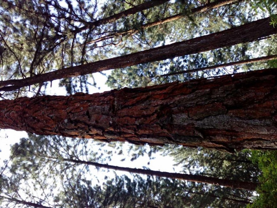 Land with Pine trees for sale in Hatton, Nuwara Eliya