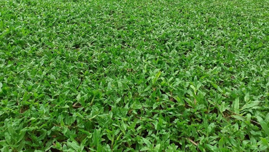 Malasiyan carpet grass , Kurunegala