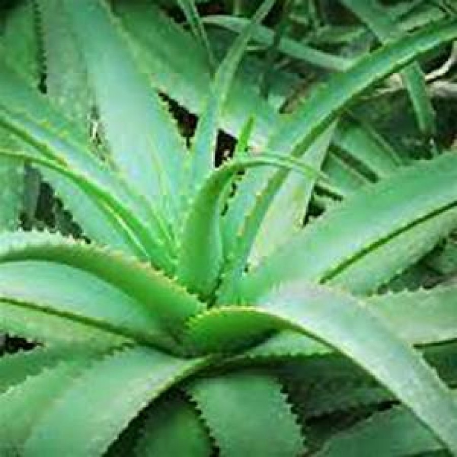 Medicine Plant For Sale., Bandarawela