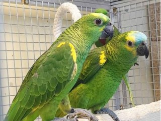 Double Yellow-Headed Amazon Parrots