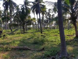 Coconut land for sale in palai town.