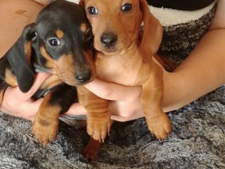 Dachshund puppies available for sale