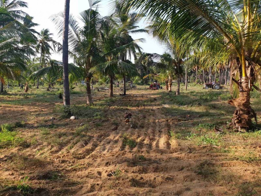 Coconut land for sale in palai town., Kilinochchi